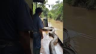 Anaconda in the Amazon River#Wild Giant Snake#Amazon River#Wild Anaconda#Giant Snake Predation