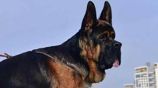 German Shepherd Long coat available for stud.  Jaipur Rajasthan