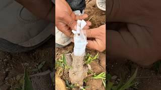 HappyGrowthPlan#SannongCultivationPlan#khedut #tree #shorts #trend