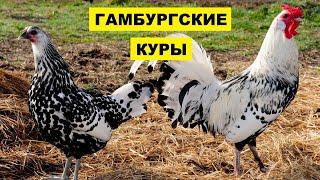 Разведение Гамбургской породы кур как бизнес идея | Птицеводство | Куры Гамбургские