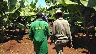Large scale (plantation)  banana farming in Muranga