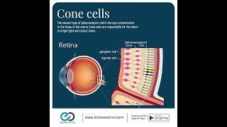 Cone cells