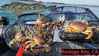 Dungeness Crab & Lingcod Fishing SOLO in Northern California