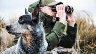 Mark & Flint: Deer stalking with a big game indicating dog