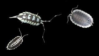 3 Different Skirted Porcellio Isopods: P. werneri, P. expansus, P. flavomarginatus