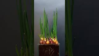 Onion Growing - Time Lapse #greentimelapse #gtl #timelapse