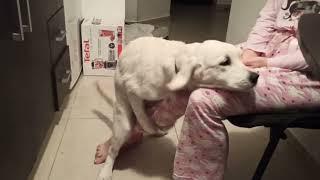 Very funny Golden Retriever puppy girl humps her mom's leg