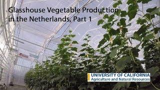 Glasshouse Vegetable Production in the Netherlands, Part 1