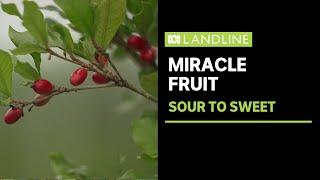 The "miracle fruit" with amazing taste-modifying effects | Landline | ABC News