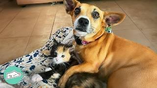 Dog Meets A Kitten And Becomes Her Mom | Cuddle Buddies