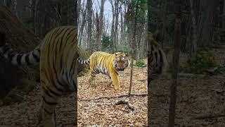 Gigantic male siberian tiger T38M from Russia. #wildlife #tiger #nature #animals #siberian #tigre