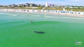 Manatee visits Seaside