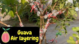 How to air layer Guava tree ...