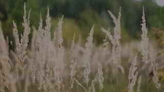 Study Bliss: 3 Hours of Rain Sounds for Concentration