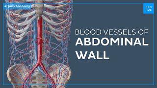 Major blood vessels of the abdominal wall - Quick Anatomy | Kenhub