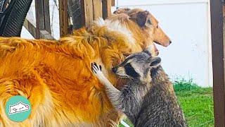 Three Raccoons Get Puppies And Become Obsessed With Them | Cuddle Buddies