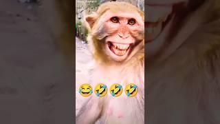 Monkey laughingfunny video#monkey#comedy #animals#funny#cute #funnyeffect#memes#tiktok #memespage