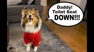 Daddy! TOILET SEAT GOES DOWN!  (a dog bathroom misadventure) Cricket "the Sheltie" Chronicles e064