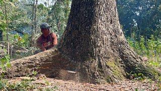 There are many obstacles... Cut down large & tall trembesi trees‼️