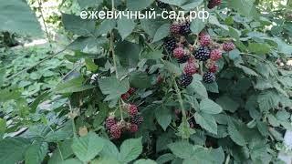 Садовая ежевика Дойл