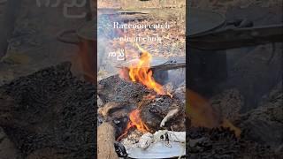 Raccoon hunting: catch, clean, cook, eat.#cooking #survival #skills #reels #short #fyp