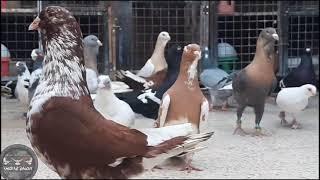 سهرة حمام الصبابة من الشام من حلال الأخ عدنان نحلاوي Oiseaux पक्षी  Birds Guvercinler kuşlar pigeons