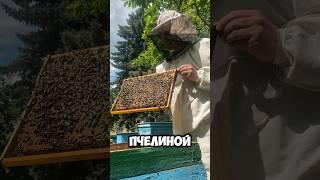 Пчелы миролюбивые, лечение методом сна на ульях #live #блогер #юмор #пчелы #пчеловодство #улья
