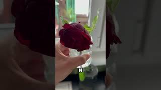 Роза против кошек #vlog #shorts #деньвдеревне #cat #rose