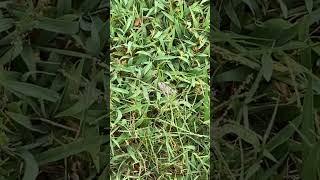 Watch This ADORABLE Baby Tree Frog Hop Around! #frog #nature #treefrog #cute #cutefrog