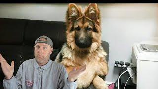 Why German Shepherds Are the FUNNIEST DOGS in the [World Reaction video]