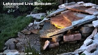 Lakewood Fountain Bird Cam