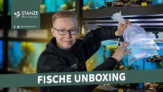 Neue Fische | UNBOXING