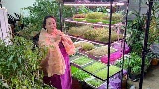 Garage-garden: microgreens during winter months.