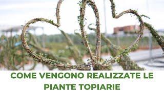 Piante Topiarie: ecco come vengono realizzate 