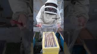 Продажа пчелопакетов на 4 рамки расплода.