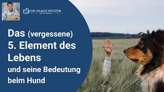 Organischer Schwefel: Das (vergessene) 5.Element des Lebens und seine Bedeutung für deinen Hund