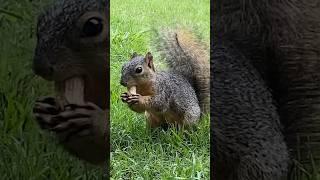 Cute Squirrel In Our Yard! #nature #squirrel #cute #piano #relaxing #relaxingmusic