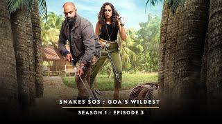 Keep The Children Safe | Snakes SOS Goa’s Wildest | Full Episode | S01-E03 | National Geographic