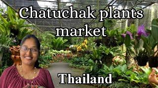 #shemasundar #chatuchak #Chatuchak Plant market #thailand Plant & Flower Market Bangkok #plantlover