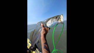 25" GATOR SPECKLED TROUT-PHILLIP'S TACKLE-CORPUS FISHING-FISHBANDITSQUAD