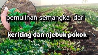 agar semangka aman di masa pembuahan di musim keriting dan njebuk