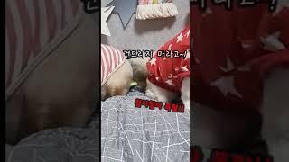 부비부비하다가 개혼남 #강아지 #dog #dogs