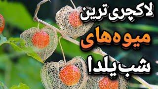 گرانترین میوه ها:۵تااز گرانترین میوه های لاکچری ایران که هرگز ندیدی