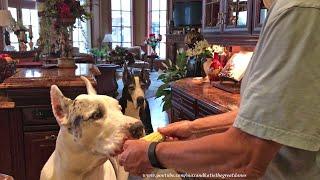 Polite Great Danes Enthusiastically Enjoy Corn On The Cob