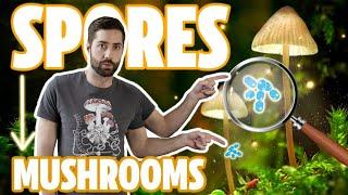 ️ Understanding The Mushroom Life Cycle - From Spores To Mycelium To Mushroom And Back Again!