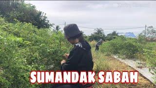 Memetik lada bersama Sumandak Sabah (Part 2) || Kedeq Channel