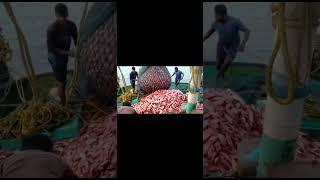 fishing skill #fishskill#fisherman#sea#fish #seafood
