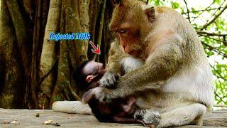 Full action of monkey mom Tara denied milk baby Tia