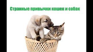 Странные привычки кошек и собак