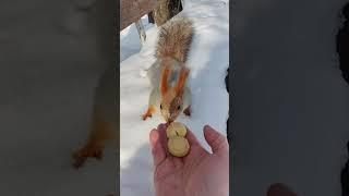 Cute squirrel Alpi takes walnuts on the bench and runs away.